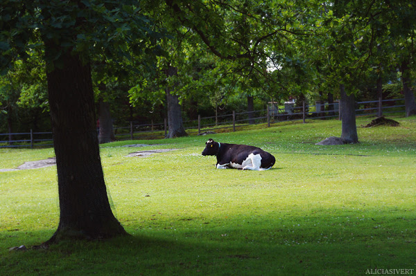 aliciasivert alicia sivertsson skansen skånegården ko kossa cow animal djur
