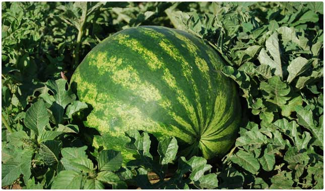 watermelon