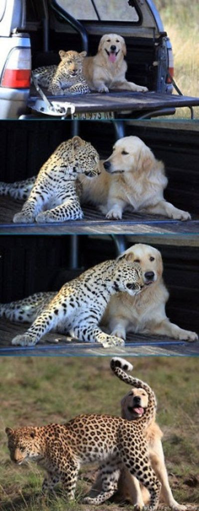 Strange and Improbably Animal Friendships!