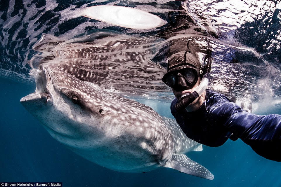 The professional skydiver snaps an enviable selfie with an enormous whale shark lurking in the background