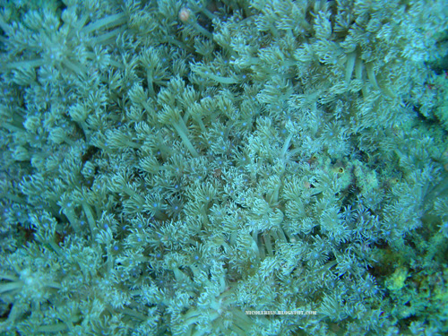 forest of corals