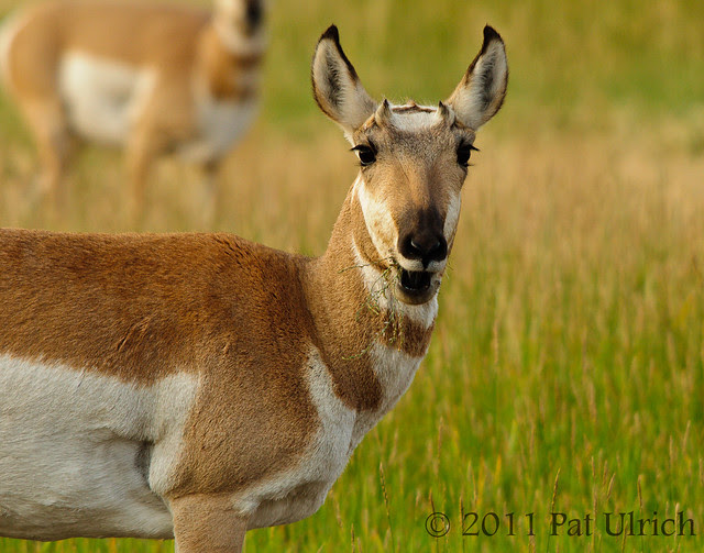 Pronghorn surprised to see me?