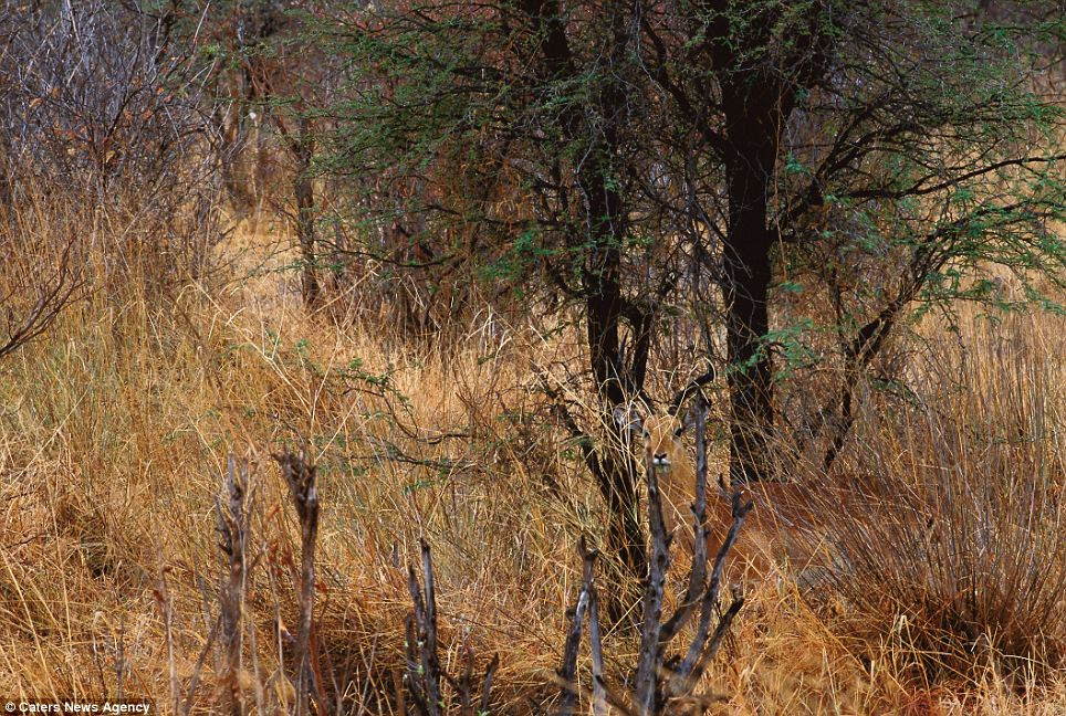 The long grass: An Impala hiding in vegetation in Botswana's Chobe National Park, Africa