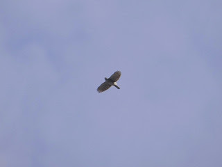 鳳頭蒼鷹/無限台南
