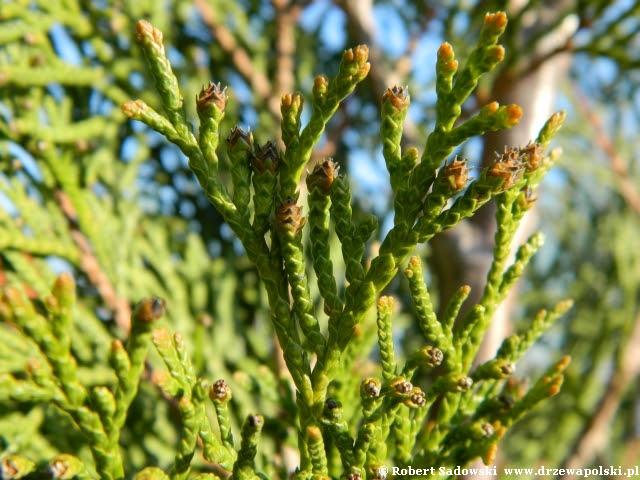 Thuja smaragd Thuja smaragd