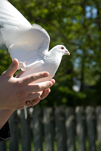 White Dove_0310