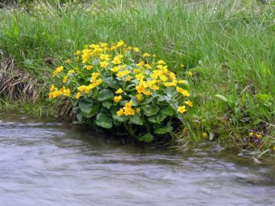 http://luirig.altervista.org/cpm/albums/zepigi1/normal_001-caltha-palustris.jpg