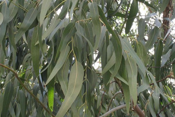 230-plantas-medicinales-mas-efectivas-y-sus-usos-eucalipto