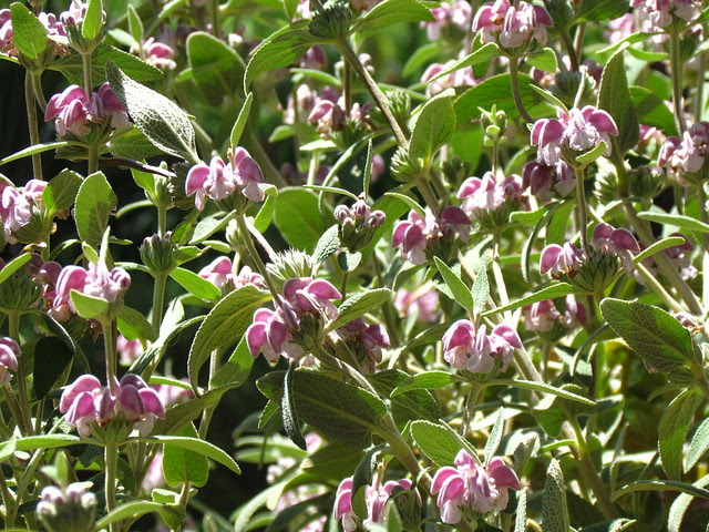 Phlomis