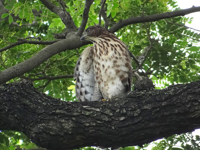 鳳頭蒼鷹/無限台南