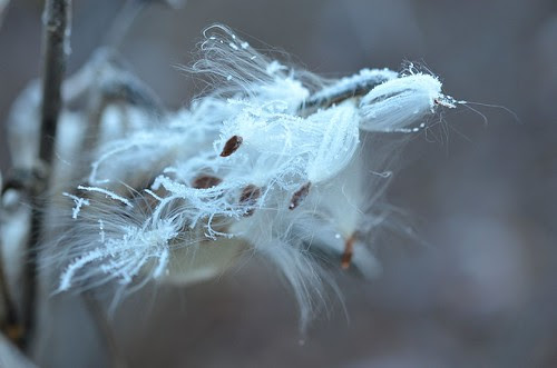 frosty milkweed_133
