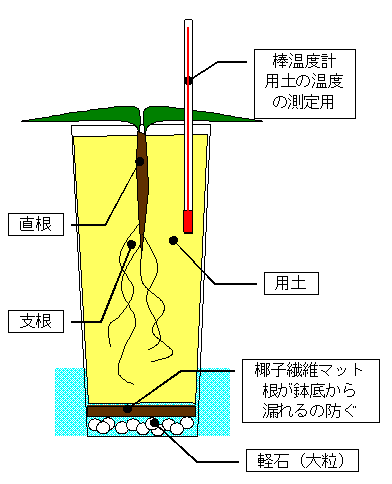 すべての花の画像 トップ100 奇想天外 植物 販売