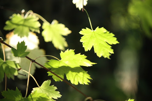 leaf light
