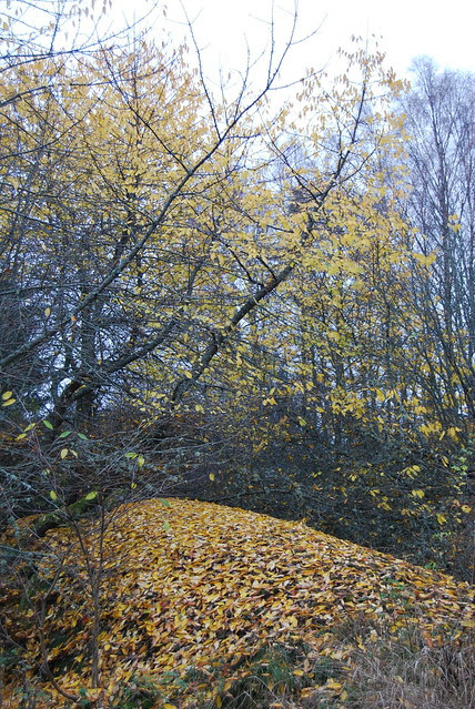 DSC_1319