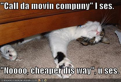 funny-pictures-cat-furniture