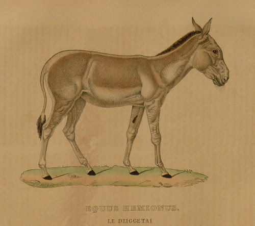 Equus hemions - Le Dziggetai