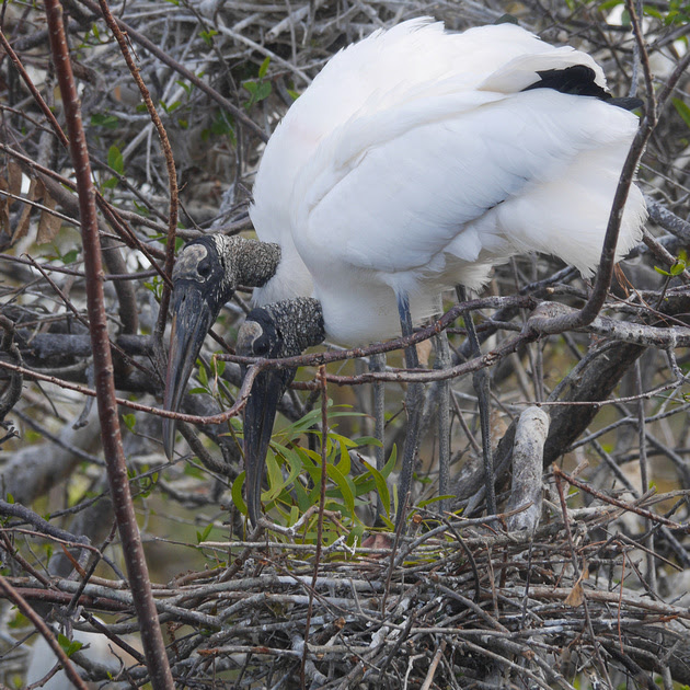 Ed Gaillard: birds &emdash; Wood Storks at nest, Wakodahatchee Wetlands, Florida