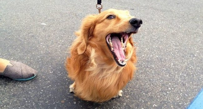 Collection of animals that pose better than you