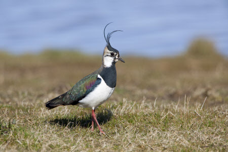 Lapwing (Vanellus vanellus) male on grassland Norfolk, England