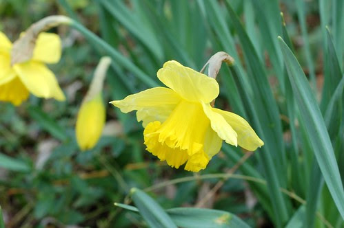 Daffodils nodding their sunny heads by Eve Fox, Garden of Eating blog, copyright 2011