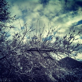 After the storm... #snow #trees #clouds #sky #newengland #newhampshire #winterwonderland #oldmanwinter