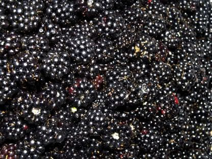 Blackberries