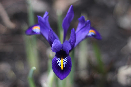 Iris reticulata
