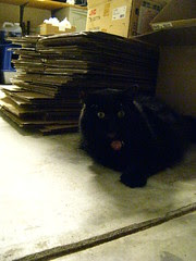 Huggy Bear next to the boxes that will be a cat fort