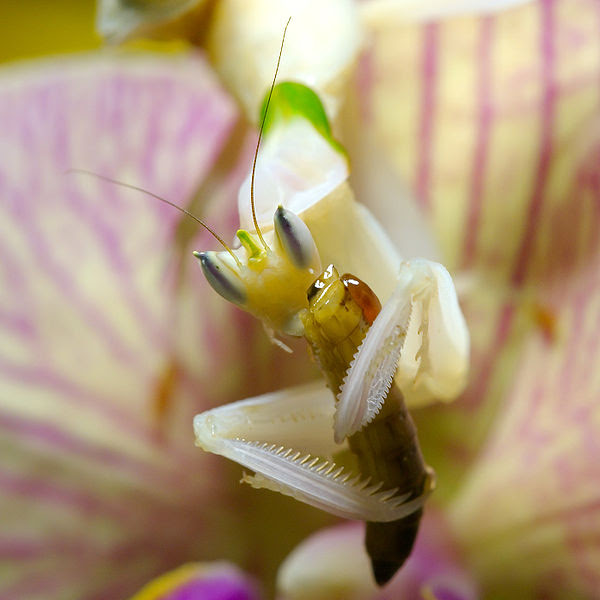 File:Mantis Hymenopus coronatus 5 Luc Viatour.jpg