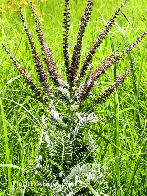amorpha