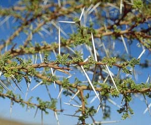 Bitalsudan بت السودان الأعشاب في السودان والوطن العربيsudanese Herbs