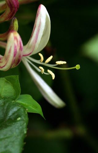 honeysuckle