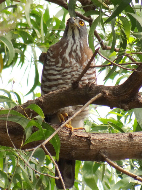 鳳頭蒼鷹/無限台南