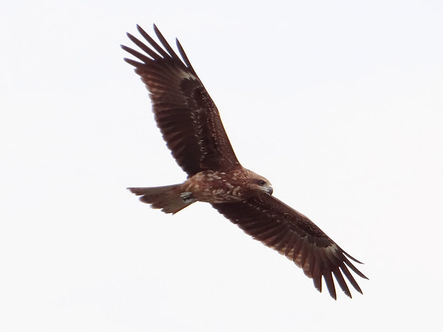 黑鳶、老鷹/無限台南