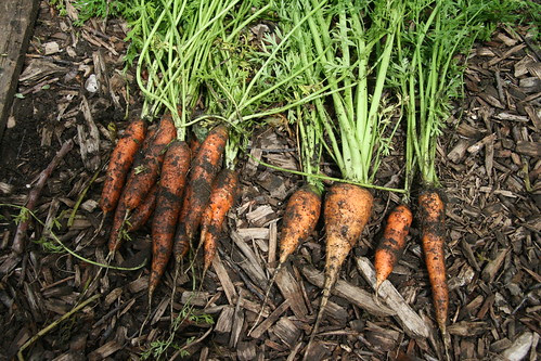 three types of carrots
