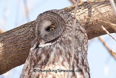 Great Gray Owl, Middleton, Wisconsin