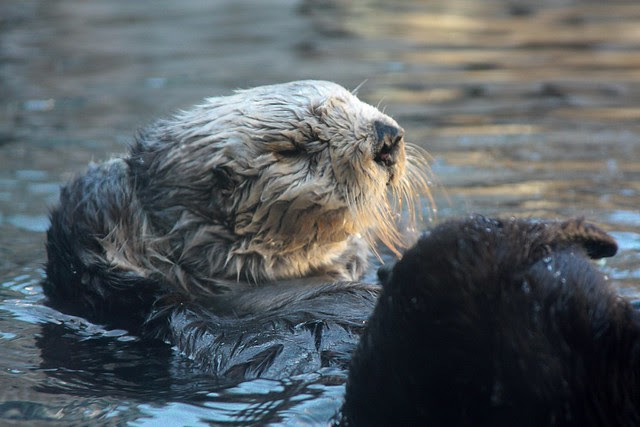 Sea Otter, Monterey