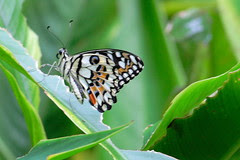 Hort Park