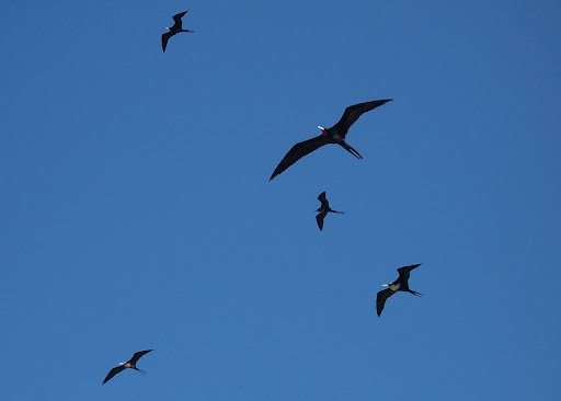 http://upload.wikimedia.org/wikipedia/commons/1/13/EuropaIsland_Frigatebirds.JPG