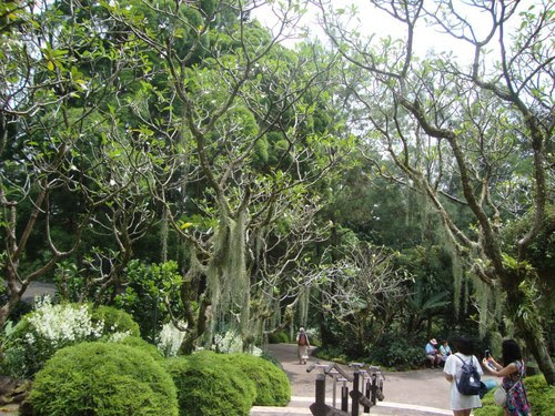 Вековни дървета в Ботаническата градина
