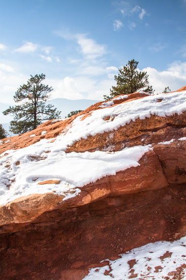 trees on red rocks decorated by snow