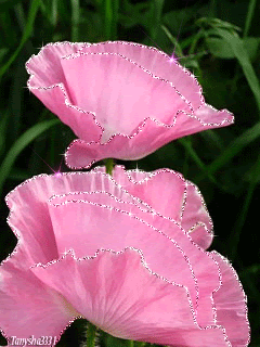 Нежные розовые маки