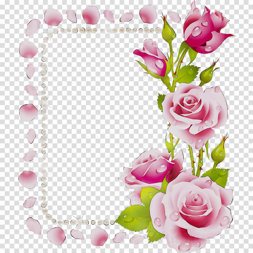 20 Koleski Terbaru Merah  Muda Bingkai  Bunga  Mawar Png 