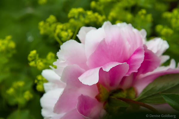 curves in the pink petals of a peony