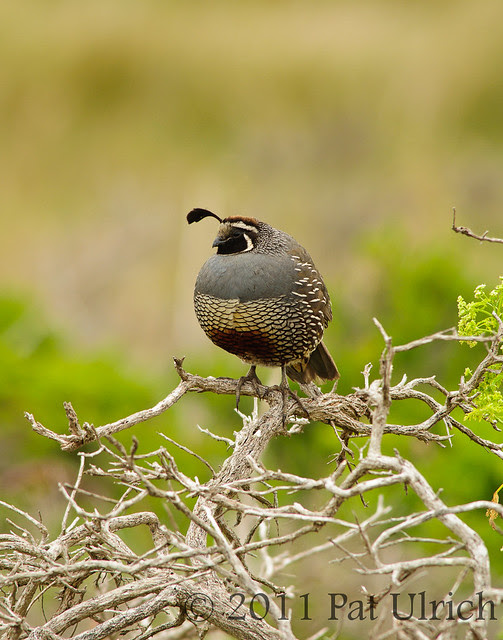 Quail amidst the branches - Pat Ulrich Wildlife Photography