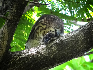 鳳頭蒼鷹/無限台南