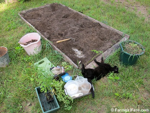 (25) Planting tomatoes in the kitchen garden with Mr. Midnight - FarmgirlFare.com