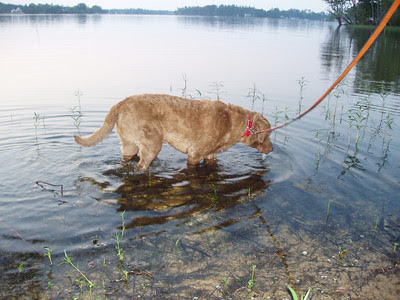 Hawkeye tests the lake waters.