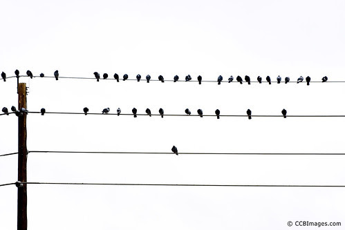 Birds on (a) Wires