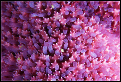 Solaster skin